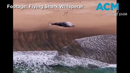 Whale carcass washes up on a South Coast beach