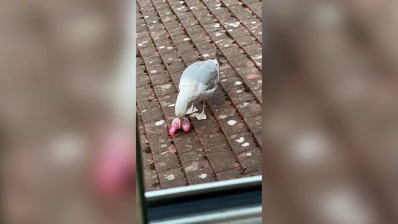 Cheeky seagull snatches ornament from woman's kitchen