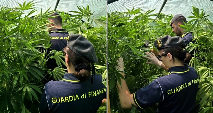 Serra di marijuana in casa: 55enne arrestata dalla Guardia di Finanza (21.08.25)