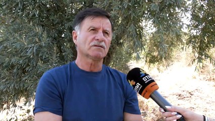 Σε ελεύθερη πτώση... η τιμή του παραγωγού στο ελαιόλαδο