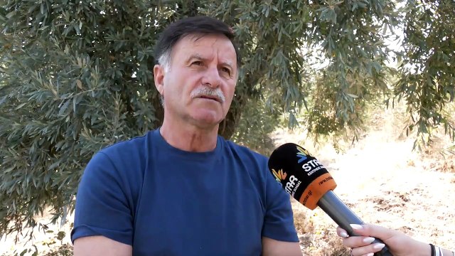 Σε ελεύθερη πτώση... η τιμή του παραγωγού στο ελαιόλαδο