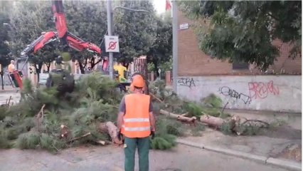Bologna, il video del taglio del bagolaro in via Don Minzoni tra le proteste degli ambientalisti