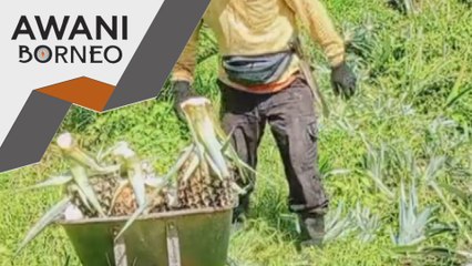 Sarawak eksport varieti nanas SG-1 ke China, Singapura mulai 2026