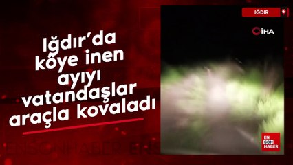 Iğdır’da köye inen ayıyı vatandaşlar araçla kovaladı