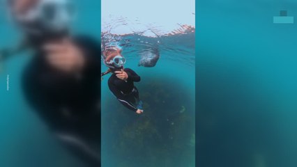 Freediving With Friendly Seals