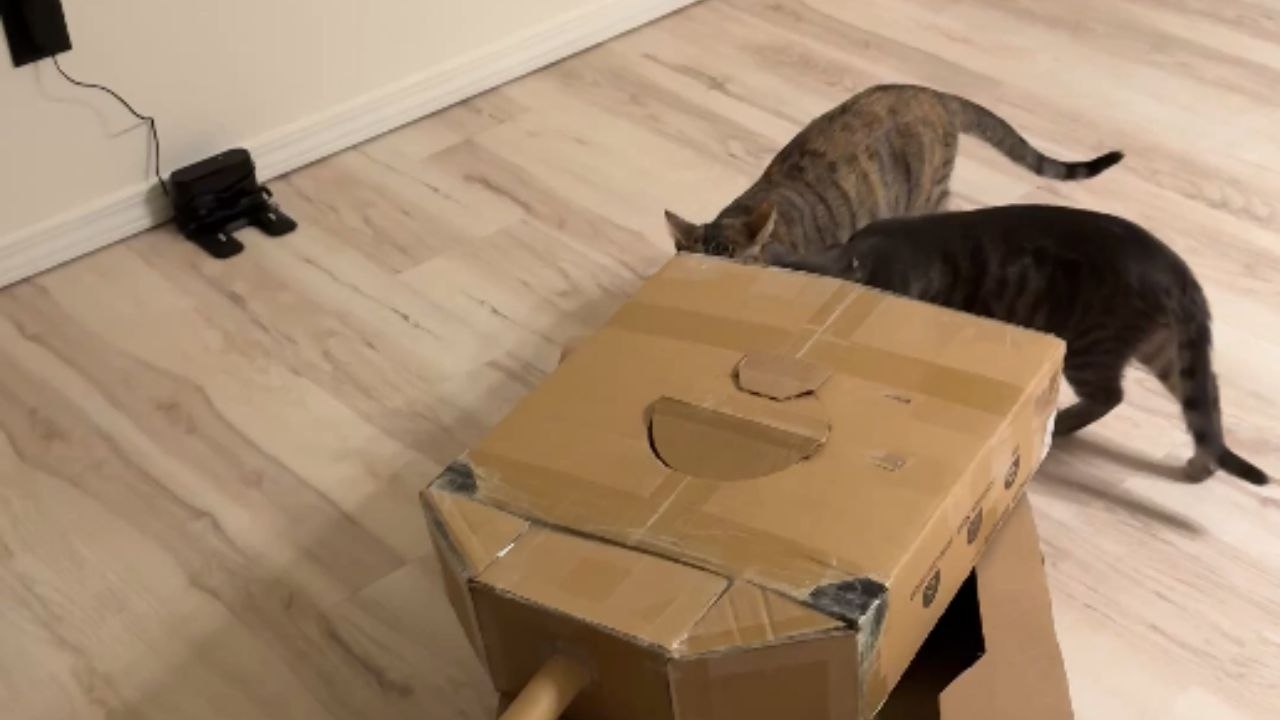 Cat climbs into the cardboard tank and tries to ambush her sister