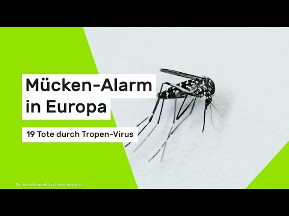 Mücken-Alarm in Europa: 19 Tote durch Tropen-Virus