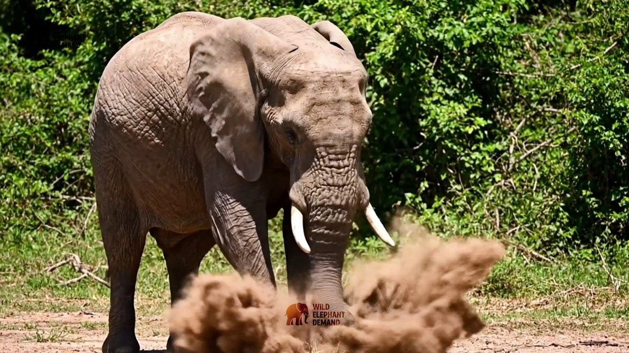 🐘 Wild Elephant Herd vs Crocodile 🐊 | Terrifying Jungle Standoff 🌿🔥
