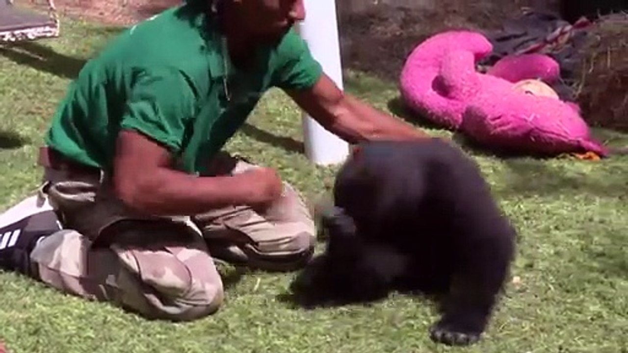Junger Gorilla Zeytin kehrt nach Rettung in Istanbul nach Hause zurück