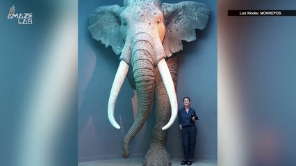 Neanderthals Hunted Giant Elephants and Actually Preserved Their Meat