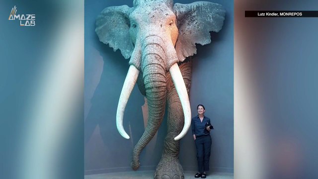 Neanderthals Hunted Giant Elephants and Actually Preserved Their Meat