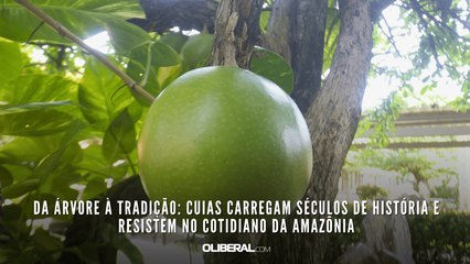 Da árvore à tradição: cuias carregam séculos de história e resistem no cotidiano da Amazônia