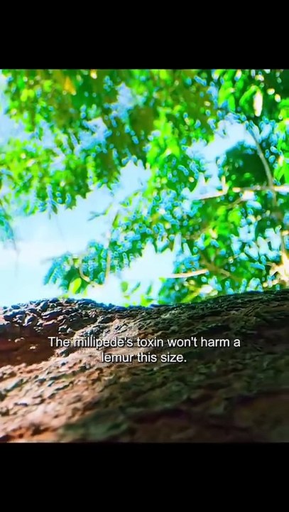 Red-fronted lemurs are known to use millipedes for self medication by rubbing their secretions onto