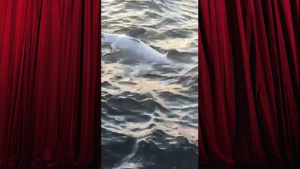 Yalova Sahilinde Ölü Yunus Bulundu