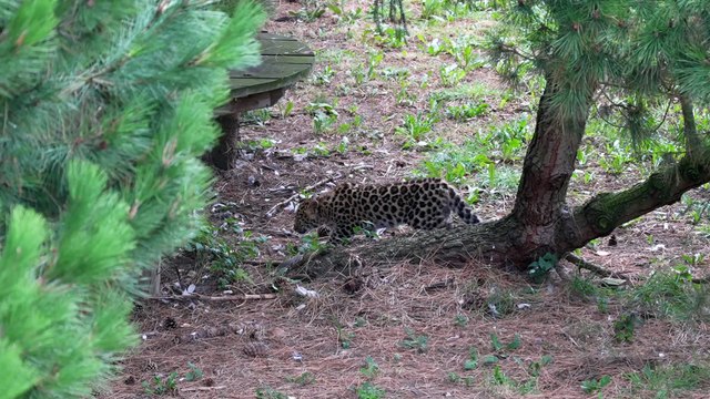 Two Amur leopard cubs make their first public appearance at award-winning Yorkshire Wildlife Park in Doncaster