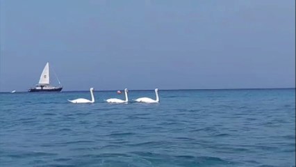 Insolito spettacolo a Mortelle, tre cigni incantano i bagnanti
