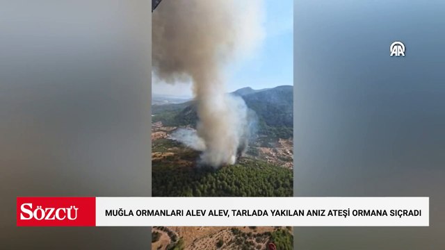 Muğla ormanları alev alev, tarlada yakılan anız ateşi ormana sıçradı