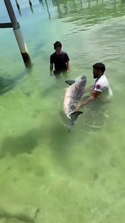 Muere un cachalote enano en Útila: revelan lo que encontraron en su estómago