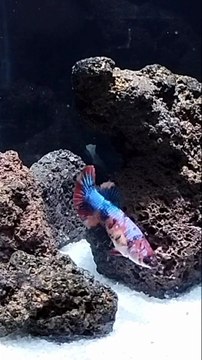 Betta fish tank | Beautiful betta fish