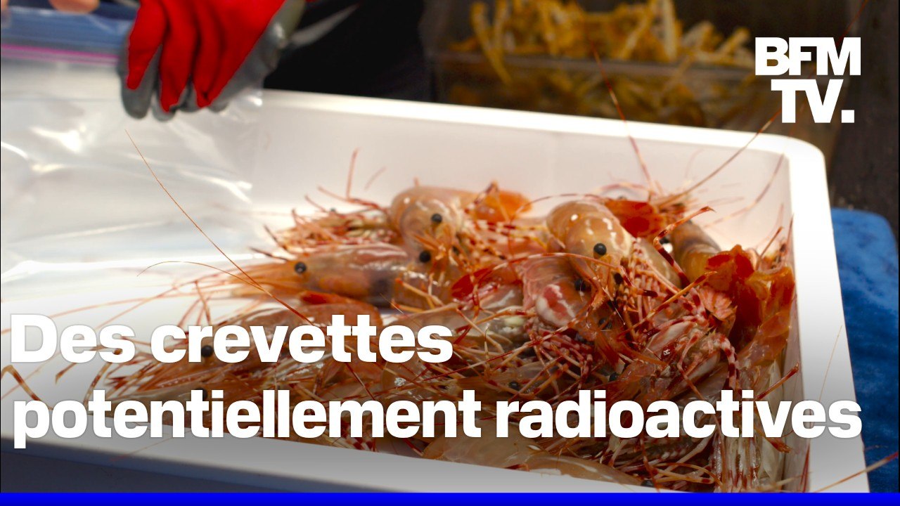 Des crevettes potentiellement radioactives rappelées aux États-Unis