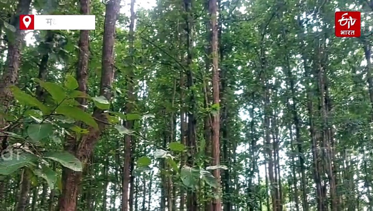 बालाघाट में ग्रामीणों ने बसा दिया 300 एकड़ का ज...