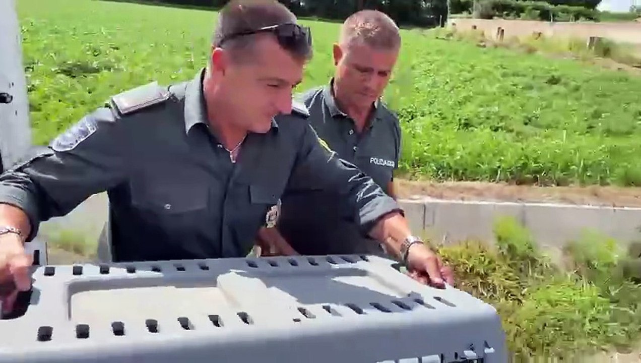 Curata all'Oasi Wwf e liberata la volpe investita da un'auto a inizio agosto a Buscate