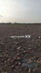 La laguna Guapilo se encuentra cubierta por toneladas de basura y se está secando