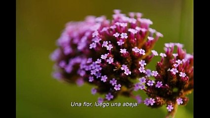 Bugonia (2025) Official Trailer: A Teen Confronts a Suspected Alien Invader 👽