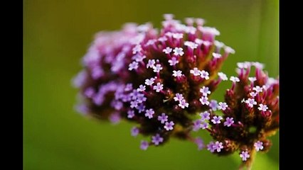 Bugonia (2025) Official Teaser: Teen Conspiracy Theories Lead to a CEO Kidnapping 🔍