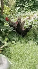 Chicken Family's Playtime Shenanigans #animals #video