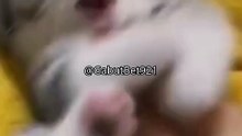 Funny cat