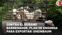 Se promoverá la engorda para exportación cárnica ante cierre por gusano barrenador: Sheinbaum