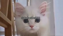 Funny cat