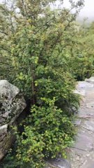 Jay Shri Badrinath Yatra