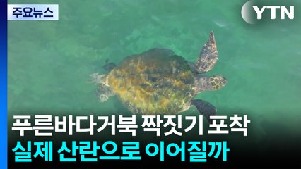 국내 산란 기록 없는 푸른바다거북 짝짓기 첫 포착...번식은 미지수 / YTN