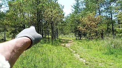 Tree Felling project