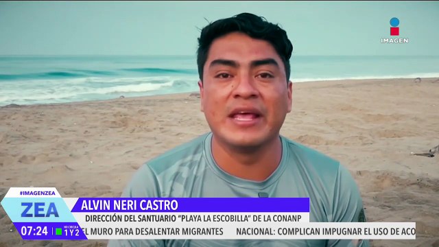 Arriban más de 100 mil tortugas golfinas a las playas de Oaxaca para anidar