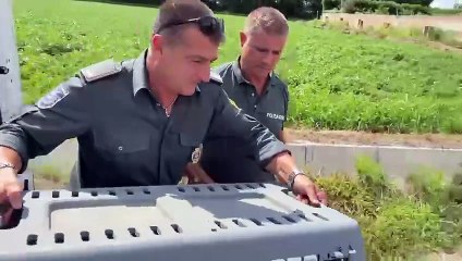 Video di Liberazione di una Volpe: Un Momento Emozionante 🦊