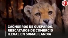 Cachorros de guepardo destinados al comercio ilegal de fauna exótica son rescatados en Somalilandia