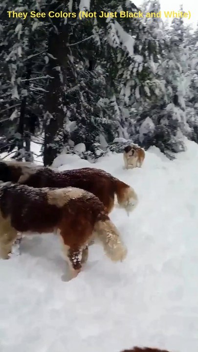 5 Incredible Things About Dogs You’ll Love