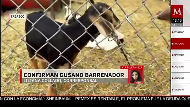 Tabasco registra su primer caso humano de infestación por gusano barrenador
