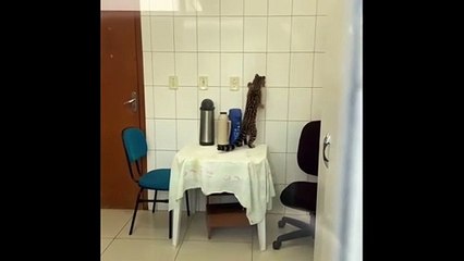 Jaguatirica invade UBS e assusta funcionários na hora do café