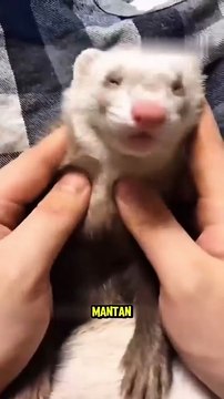 Ada yang Mau Pelihara Hewan Lucu ini