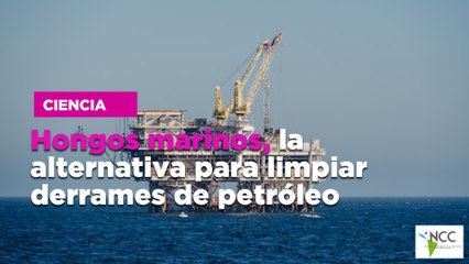Hongos marinos, la alternativa para limpiar derrames de petróleo