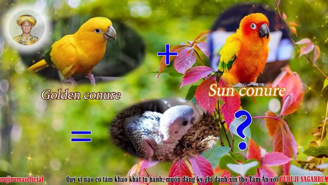 A NICE DAY WITH RUMA’S SPIRITUAL PARROTS. ENGSUB