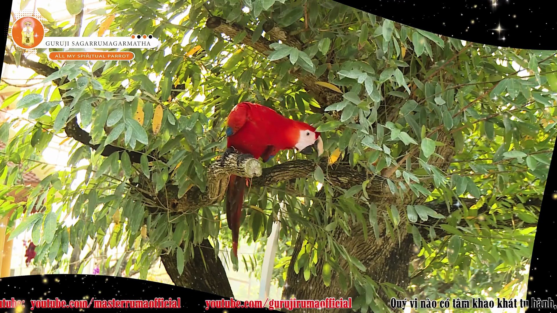⁣ALL MY SPIRITUAL PARROTS _ GURUJI SAGARRUMAGARMATHA