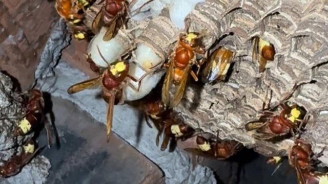 L'allarme dell'etologo: «Ecco come la pericolosa vespa orientalis si prepara a invadere Roma»