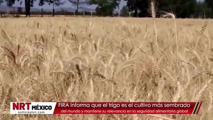 El trigo, el cultivo más sembrado del mundo, mantiene su relevancia en la seguridad alimentaria global: FIRA