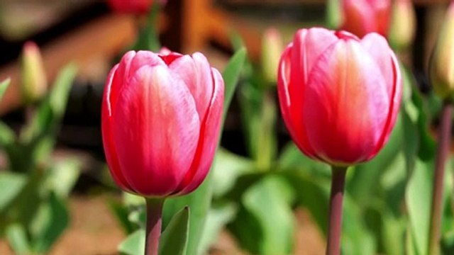 Pink tulips swaying in the wind.