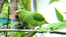 Parrots Natural Sound Collection